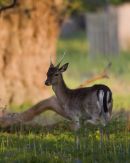 Fallow_Deer